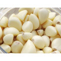 Chinese New Crop Fresh Peeled Garlic with High Quality
